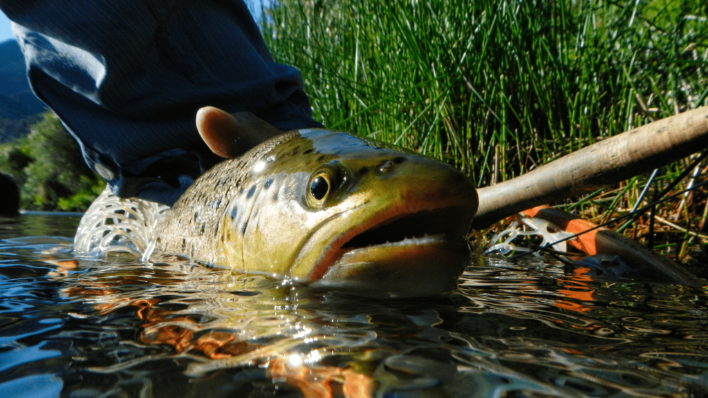 Catch Fish